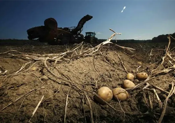 Intentan investigadores producir papa resistente al cambio climático