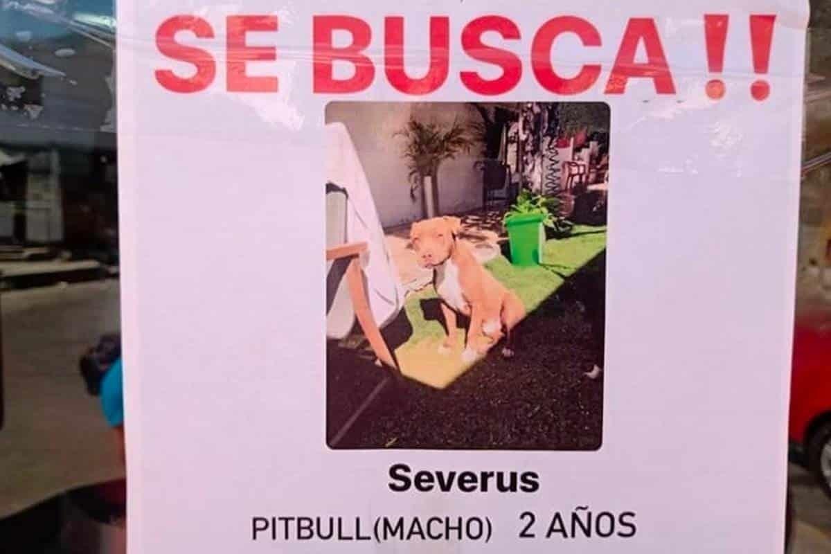 ¡Ayúdalos a regresar! Perritos buscan su casa