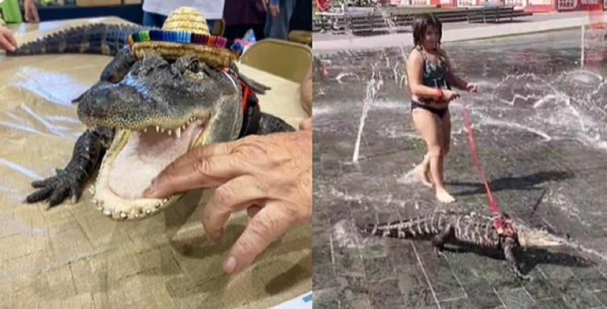 Niña sorprende con su mascota en parque: ¡Pasea a un caimán!