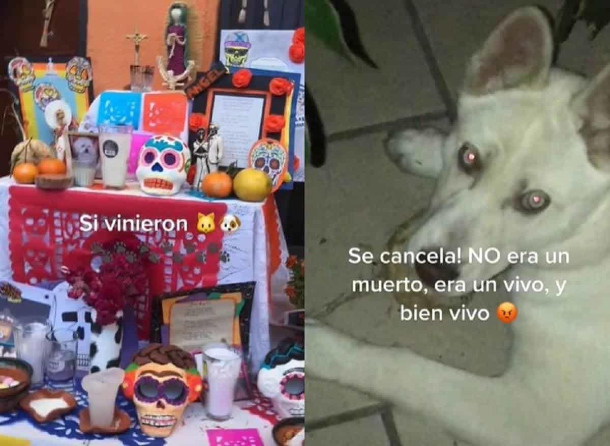 VIDEO: ¡Tenía que ser Firulais! Perrito se come ofrenda de altar de muertos