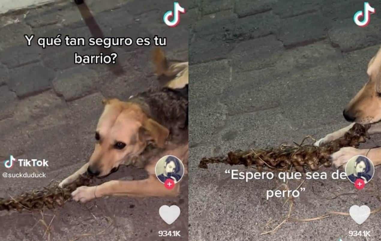 Sorprenden a un perro tragando una... ¡columna vertebral!