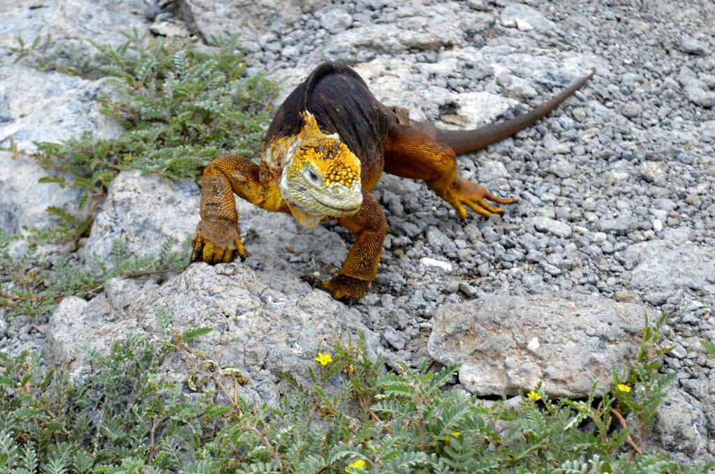 Un estudio de 2018 publicado en enero de 2023, demorado a causa de la pandemia de COVID, cifró la población de las iguanas amarillas de la isla Fernandina de Galápagos en 46.000 individuos. (AP Foto/Kim Gamel, Archivo)