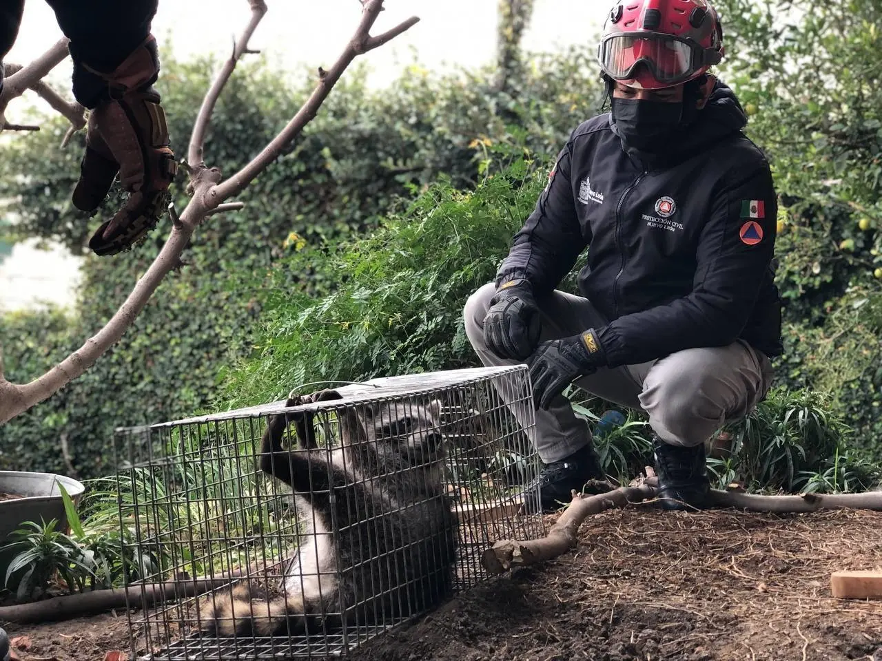 Esta es la segunda captura de mapache en menos de un mes al sur de la ciudad que realizan los elementos de Protección Civil Nuevo León. Foto: PC NL