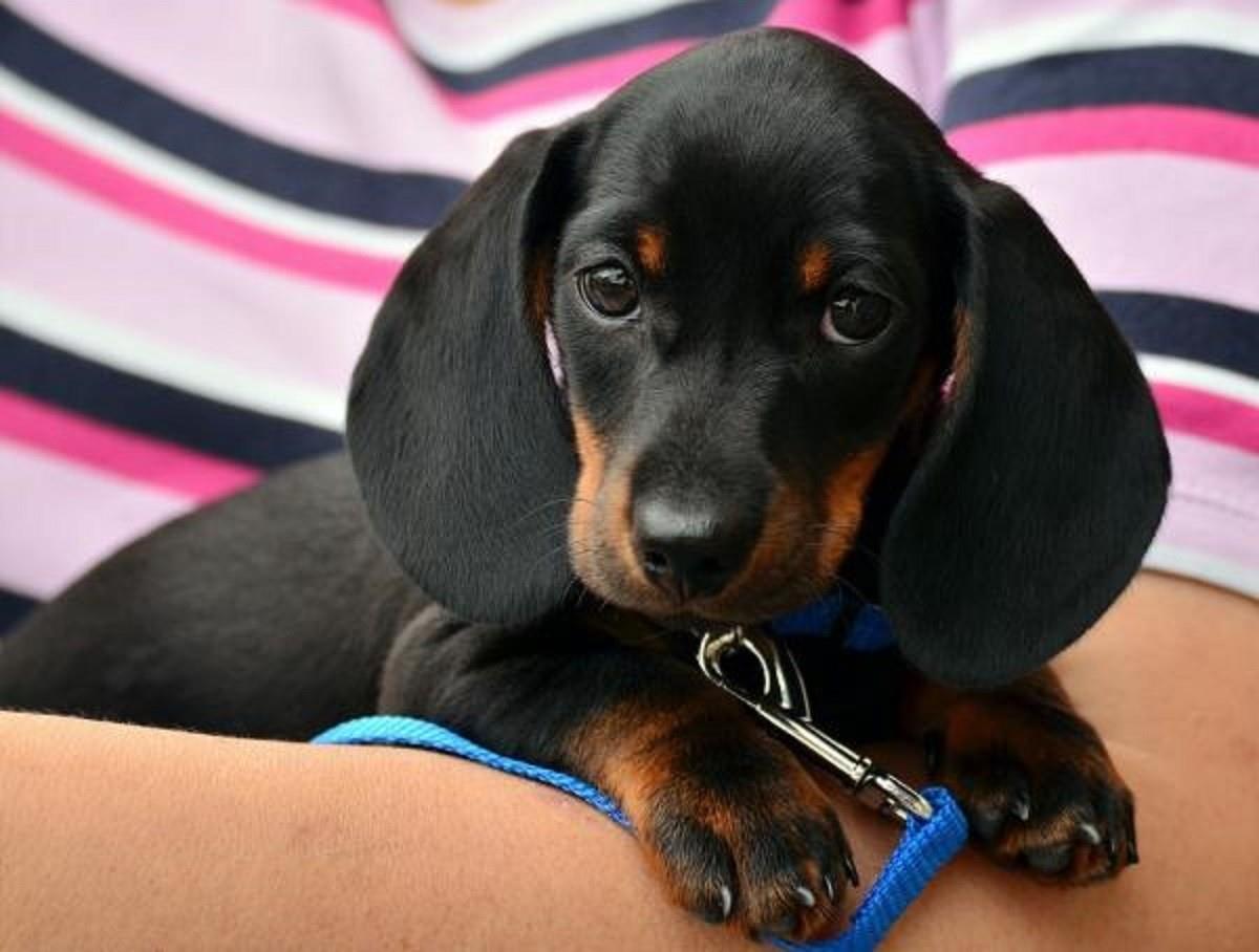 La feria de adopciones de mascota se lleva a cabo en el Centro de Salud Animal ubicado en la colonia San bernabé, en el municipio de Monterrey. Foto: Experto Animal