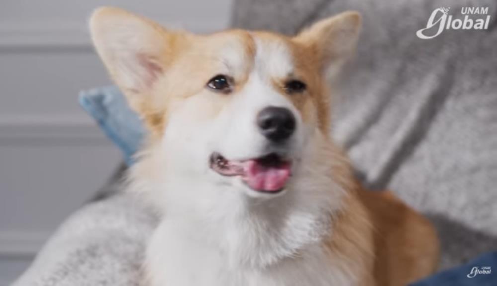 Las mascotas sufren también de cáncer de mama. Foto. Captura de Imagen