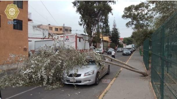 Caída de árboles provocan cierres. Foto: SSC