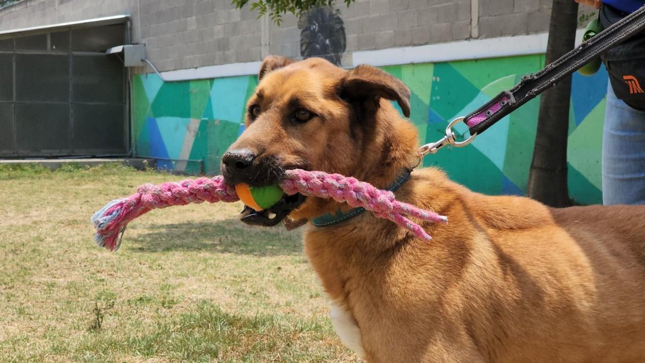 Decenas de perritos esperan ser adoptados en el Centro de Transferencia Canina