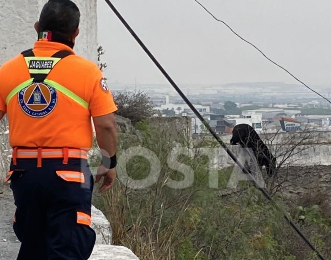 Los rescatistas de Jaguares acudieron prontamente al lugar para cercar la zona y evitar que el animal se acercara a las casas. Foto: Raymundo Elizalde.