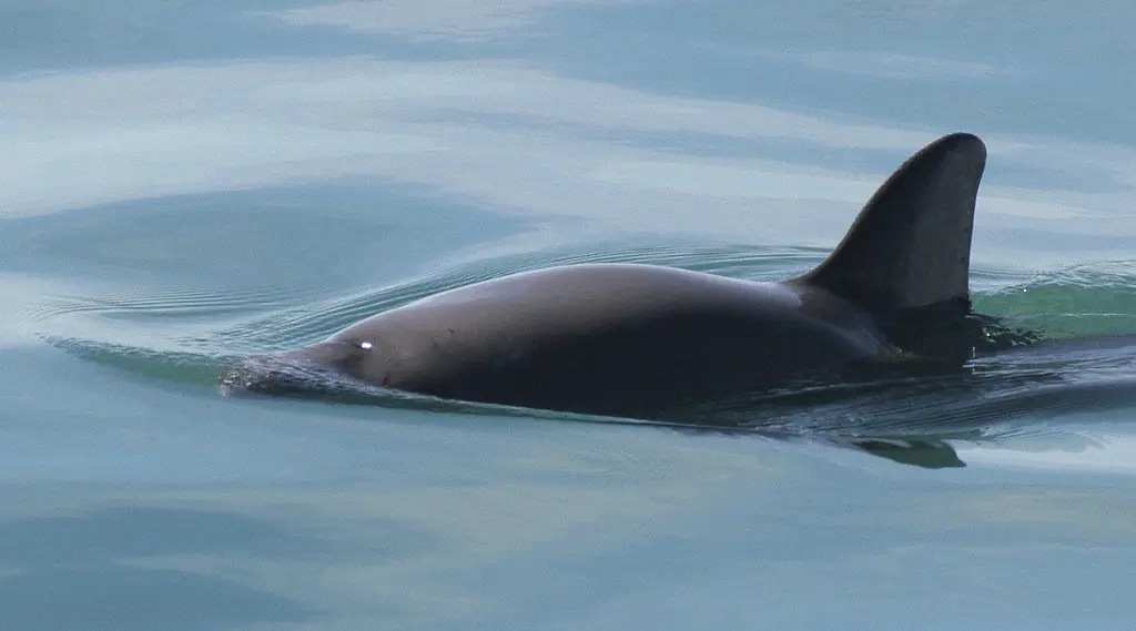 En esta imagen sin fecha, cortesía de la Oficina Nacional de Administración Oceánica y Atmosférica de Estados Unidos, se ve una vaquita marina. (Paula Olson/NOAA vía AP, archivo)