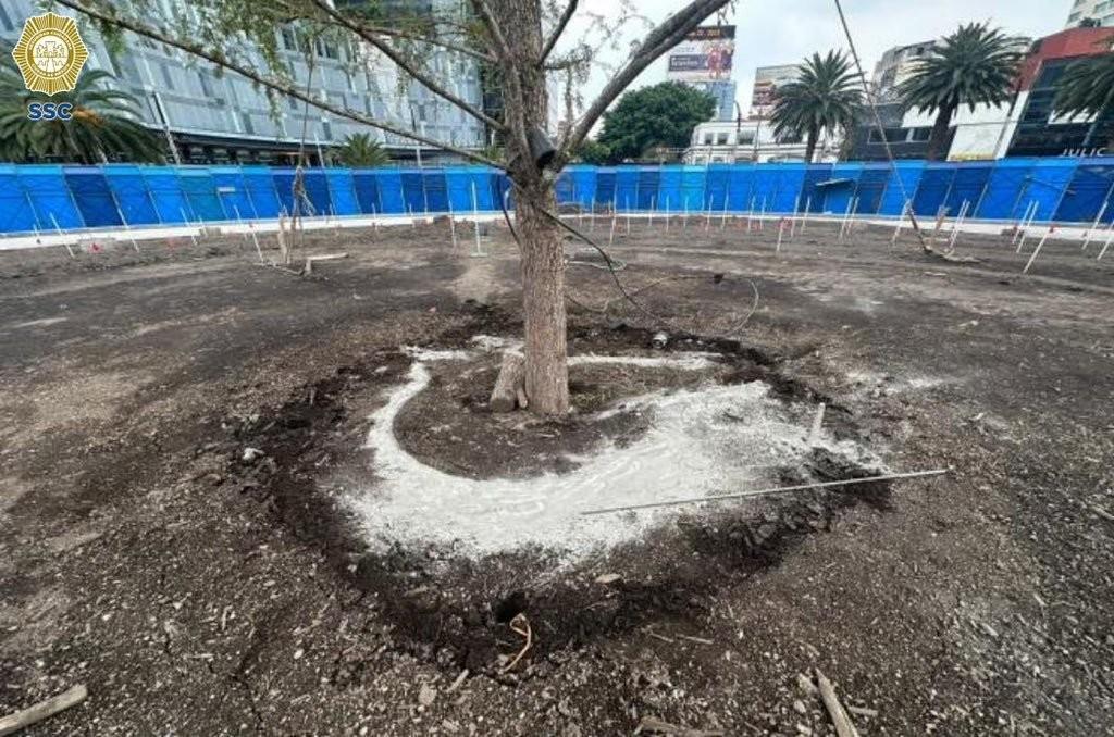 Detienen a hombre que dañó el nuevo Ahuehuete de Reforma en CDMX. Foto: SSC CDMX