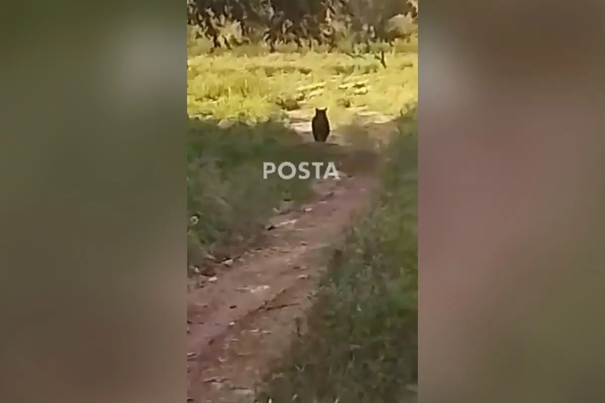 Oso merodeando en ranchos de Cadereyta Jiménez