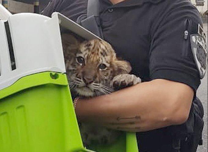 Tigre cachorro rescatado y detenido posible vendedor en Ciudad de México. Foto: Ramón Ramírez