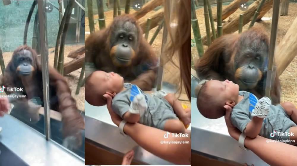 Orangután pide a una visitante del zoológico que le muestre a su bebé. Foto. Captura de Imagen