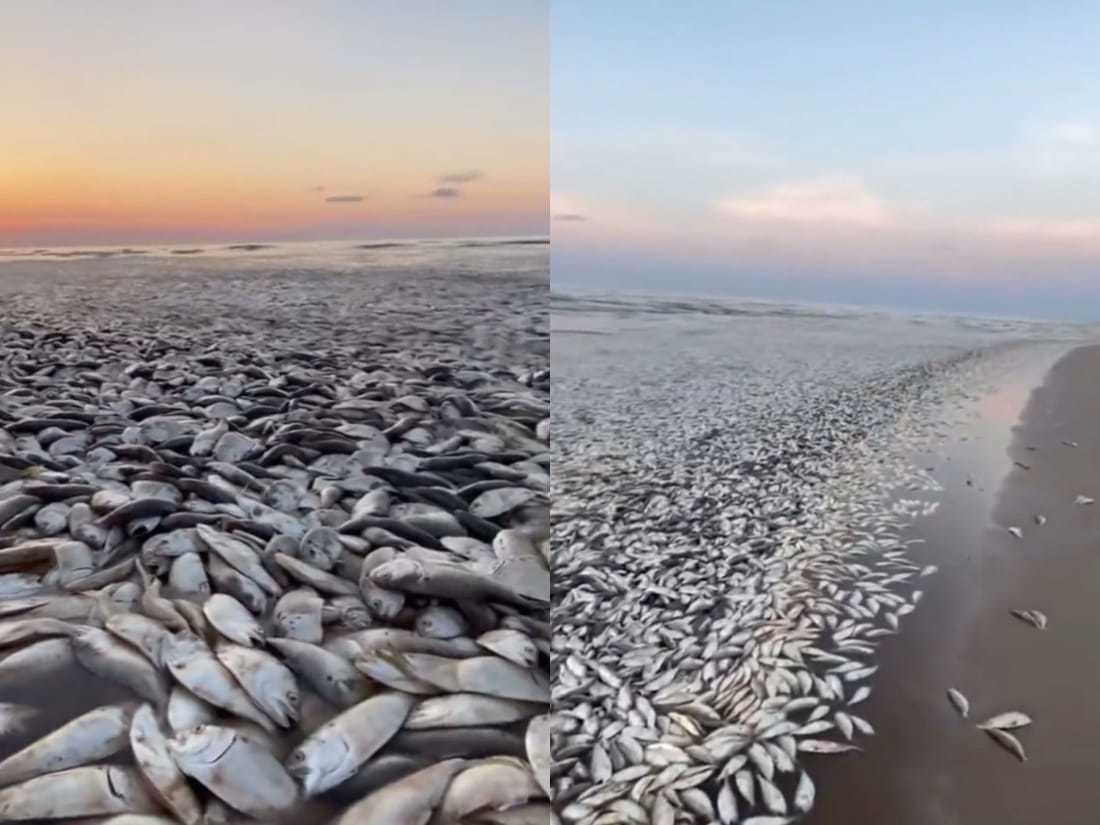 ¡Decenas de miles! Aparecen peces muertos en playa de Texas