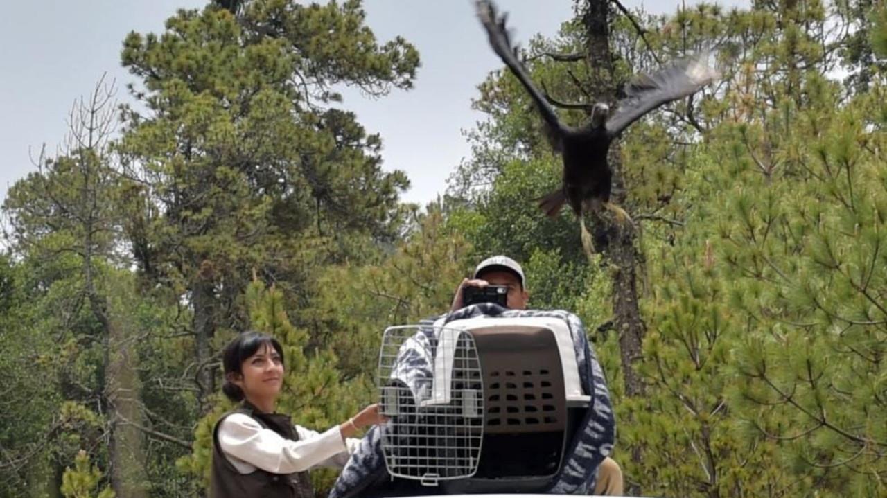 Un zopilote negro fue liberado en en el Parque Nacional Iztaccíhuatl – Popocatépetl, donde abundan ejemplares de la misma especie. Foto: Cortesía