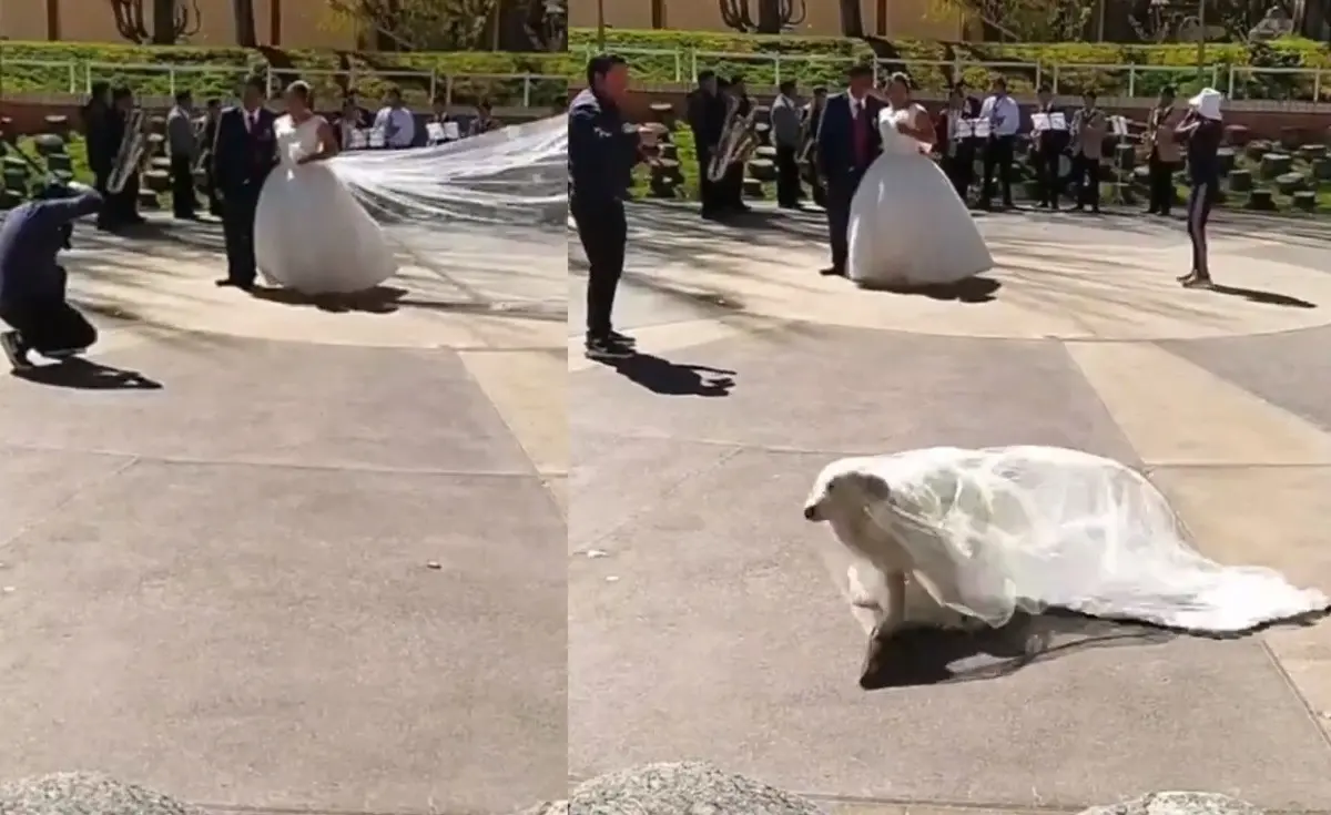 Un perrito roba el velo de una novia durante una sesión de fotografías. Foto: Twitter @atr_ahre