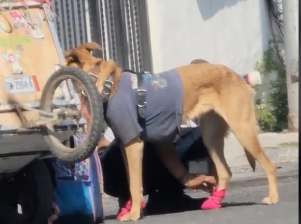 Un video compartido en TikTok se observa al hombre colocándole a sus perros zapatos de tela para que no pisen directamente el pavimento caliente. Foto: TikTok @aptips.