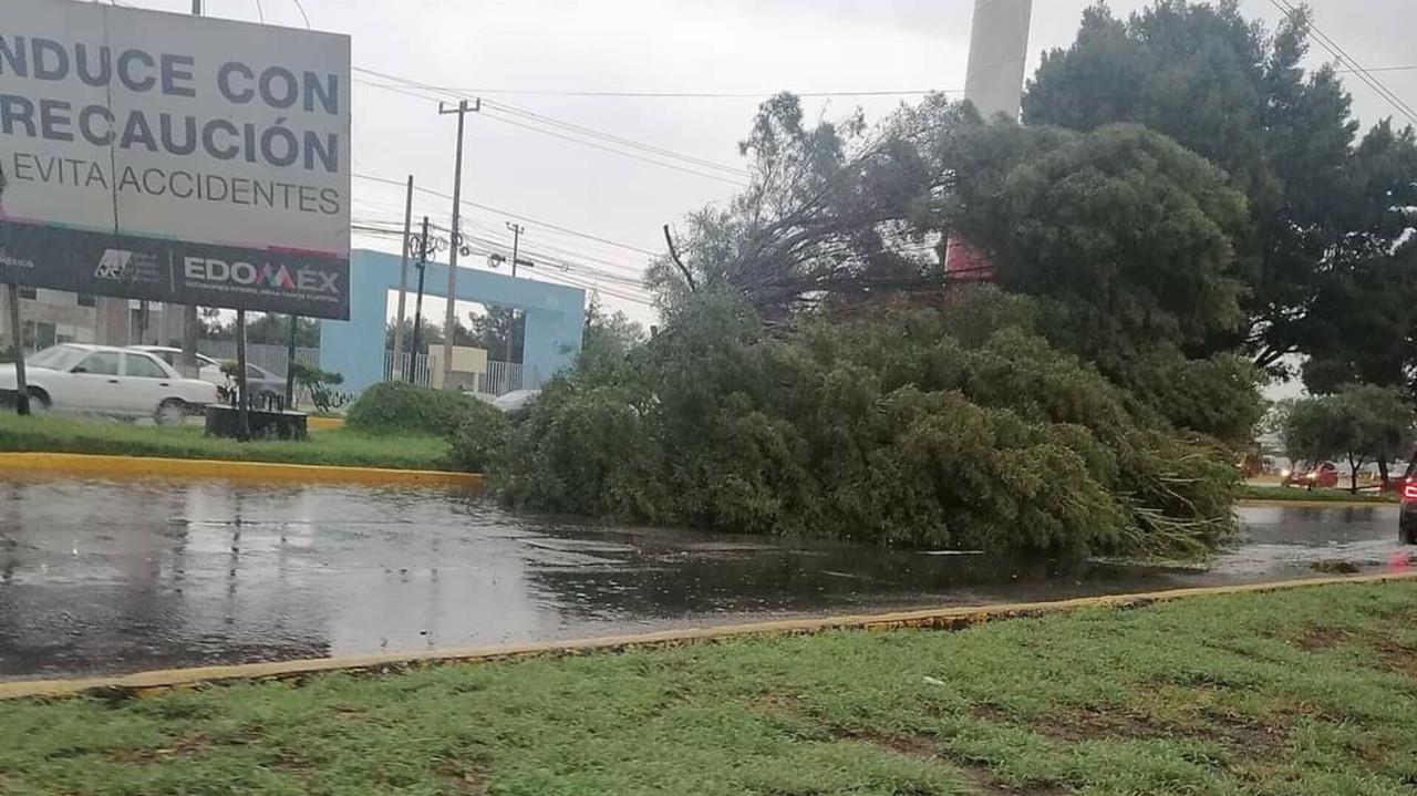 La lluvia que azotó a Toluca y municipios aledaños dejó árboles y postes caídos, que bloquearon la circulación de Sauces a Tollocan. Además, de vehículos semivarados . Foto: Cortesía