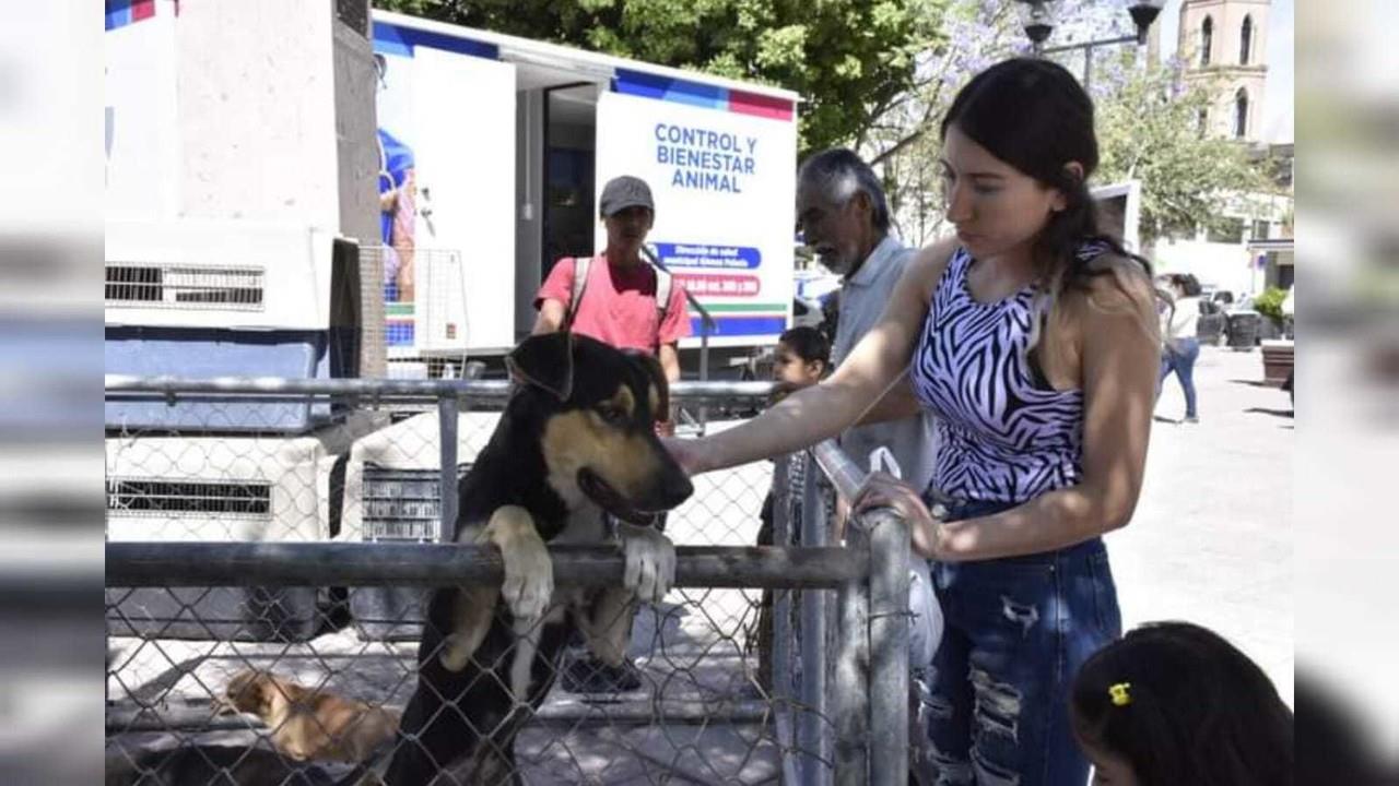 Un problema de salud pública el que se puede ocasionar si no se atienden problemas de garrapatas en perros callejeros, Foto: Facebook Ayuntamiento de Gómez Palacio.