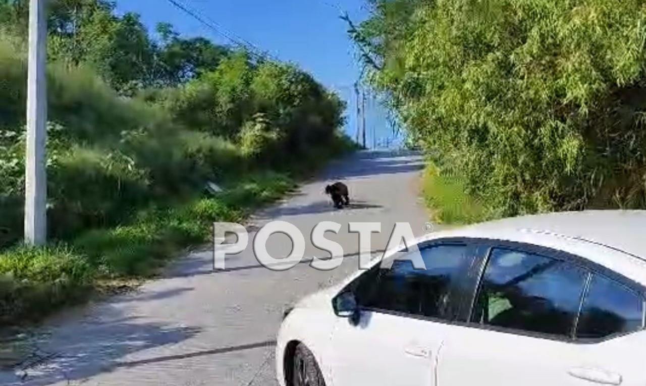 El mamífero fue visto por los habitantes mientras que el avistamiento fue reportado a los elementos de Protección Civil quienes se movilizaron a la calle Galeana y Amelida Díaz. Foto: Raymundo Elizalde.