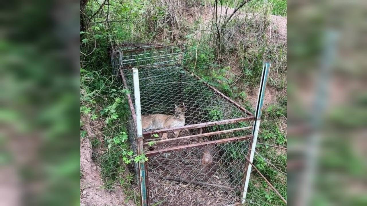 Un puma silvestre fue capturado en Otzoloapan, luego de que vecinos colocaron trampas para atraparlo porque habían estado desapareciendo animales de granja. Foto: Cortesía