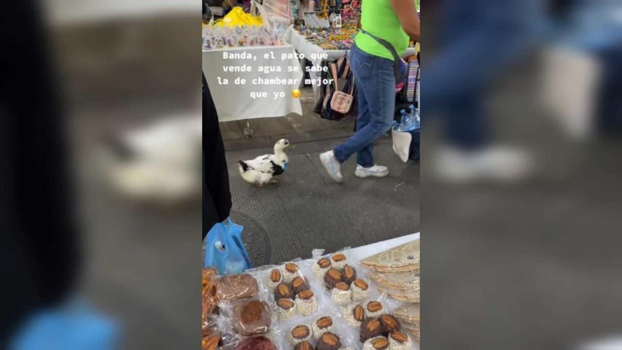 Un pato acompaña a su dueña a vender botellas de agua en el Centro Histórico de la Ciudad de México. Foto: TikTok jazigarcia25