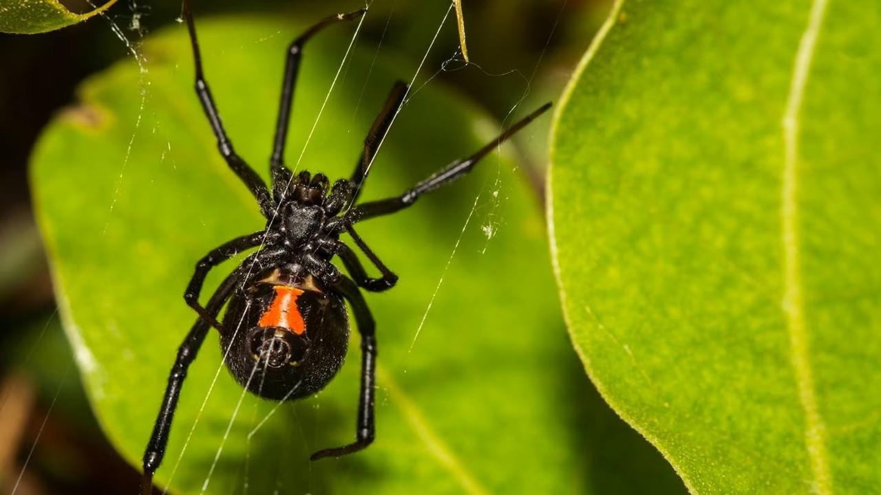 Los hechos se registraron cuando el pequeño de ocho años jugaba cerca de un río, fue ahí, que debajo de una piedra encontró una araña, a la cual puso en la palma de una de sus manos. Foto: Vox Populi.