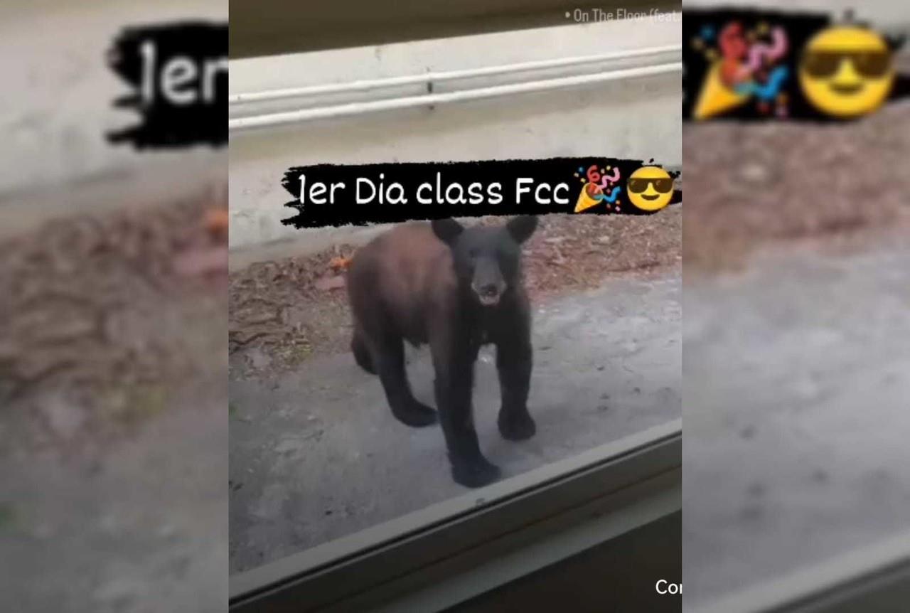 VIDEO: Osito regresa a clases en la Facultad de Ciencias de la Comunicación