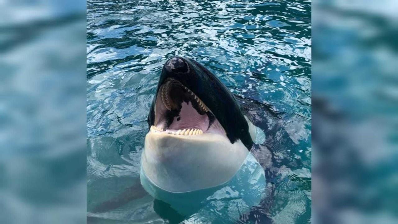 Activistas a favor de los derechos de los animales habían procurado durante años que Lolita fuese liberada del tanque en Seaquarium donde habitaba. Foto: Twitter/ @MiamiSeaquarium