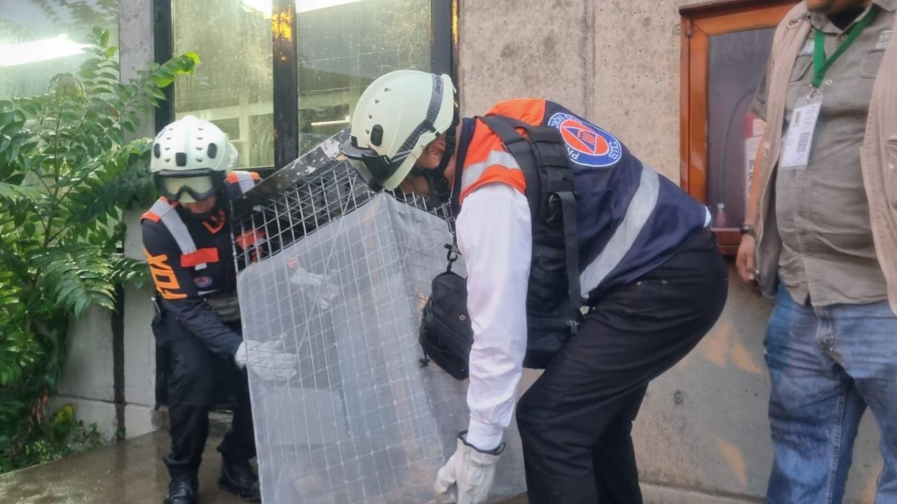 Rescatan a un zorro en instalaciones del metro Rosario