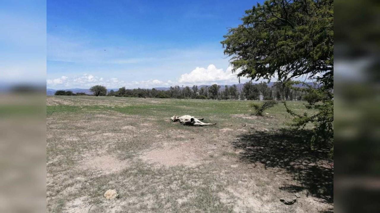 Muertes de cabeza de ganado a causa de la sequía que se vive en Durango. Foto: Cortesía.