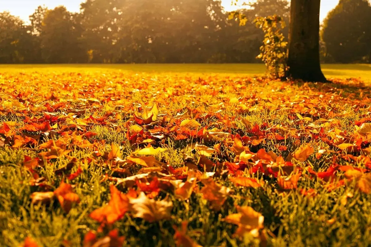 El equinoccio de otoño comenzará a las 00:49 horas del sábado 23 de septiembre de 2024. Foto: curiosoando