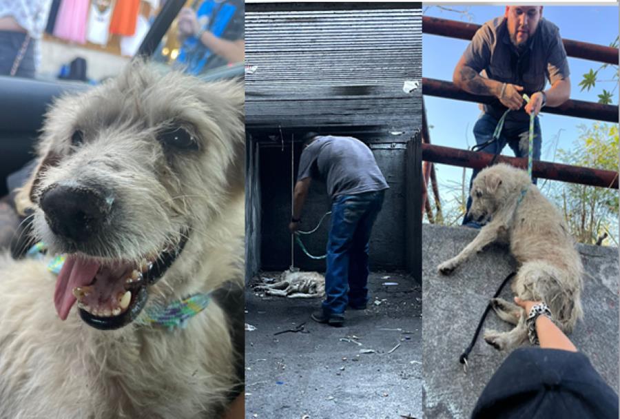 Rescatan exitosamente a perro atrapado en alcantarilla en Escobedo. Foto. Cortesía