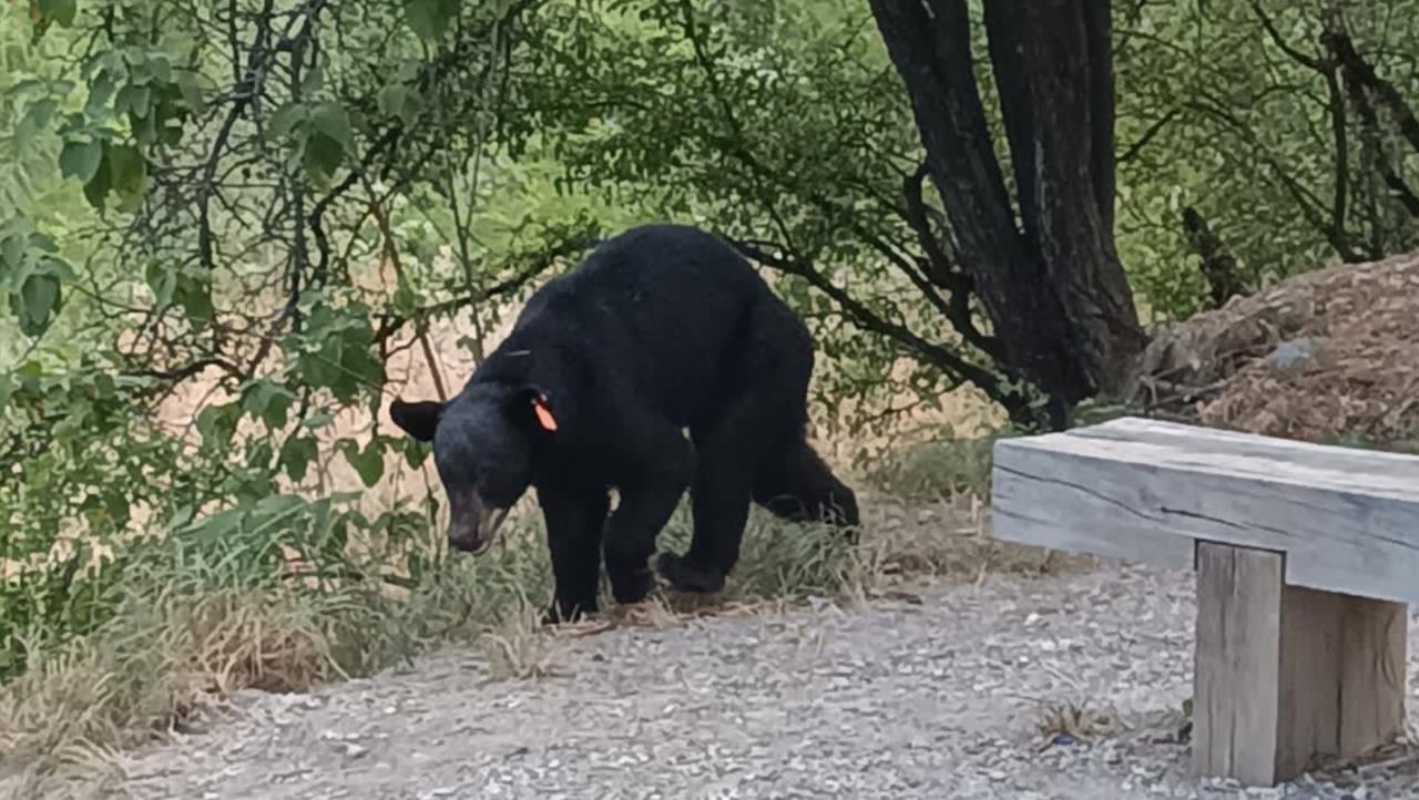 Capturan a oso en Río La Silla en Guadalupe, ¡sólo buscaba refrescarse!