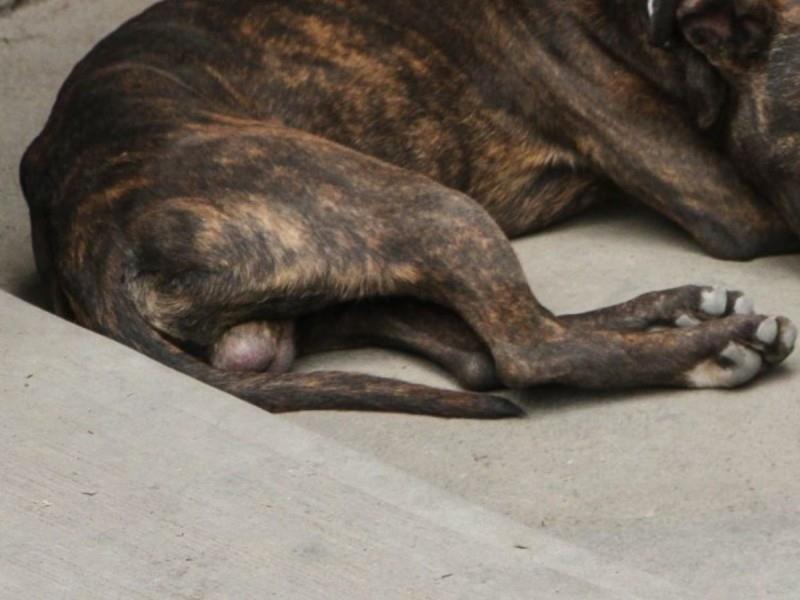 El expediente inició a partir de la difusión, vía redes sociales, de un perrito víctima de un ataque armado y, posteriormente, golpeado con una piedra, lo que provocó su muerte y agonía. Foto: Especial.