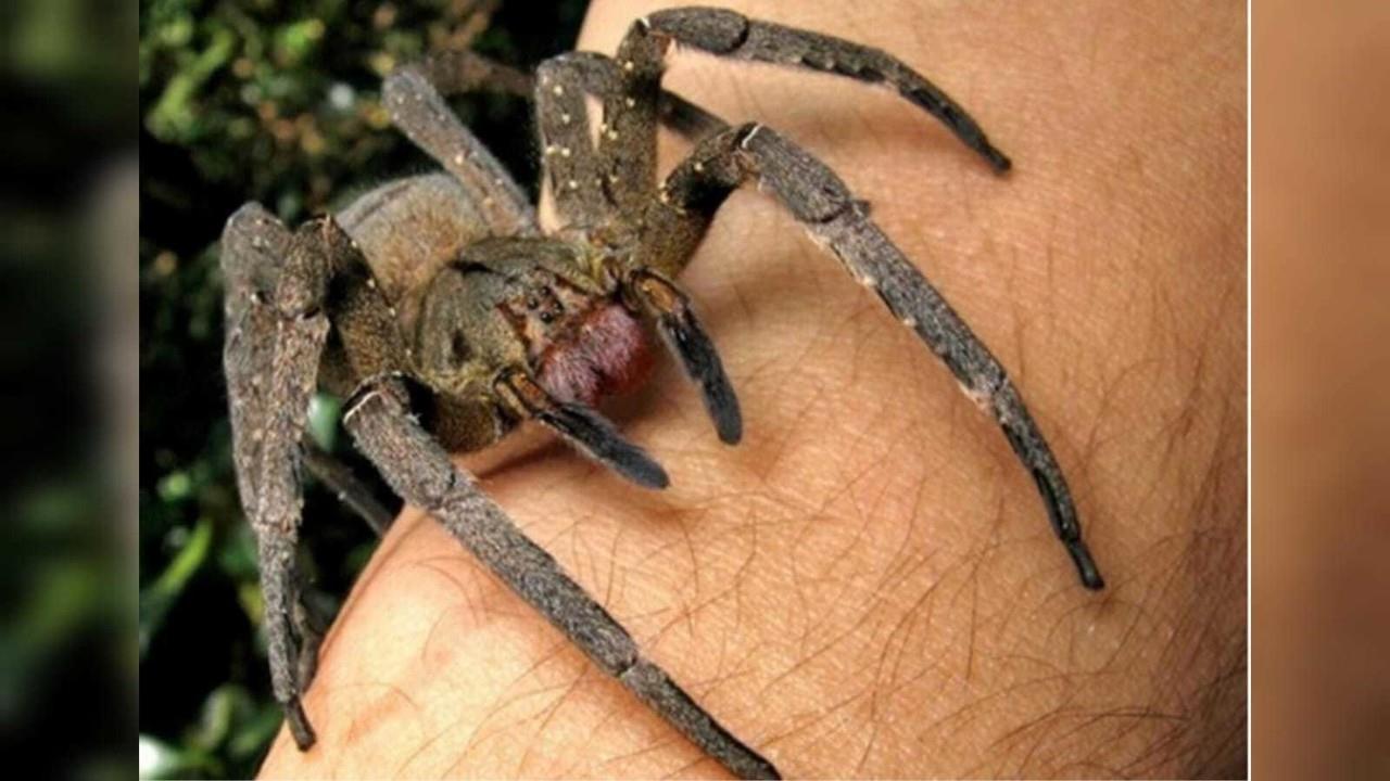 Esta araña, que se encuentra en varios países de América del Sur, es considerada una de las especies más venenosas del mundo. Foto: Wikipedia