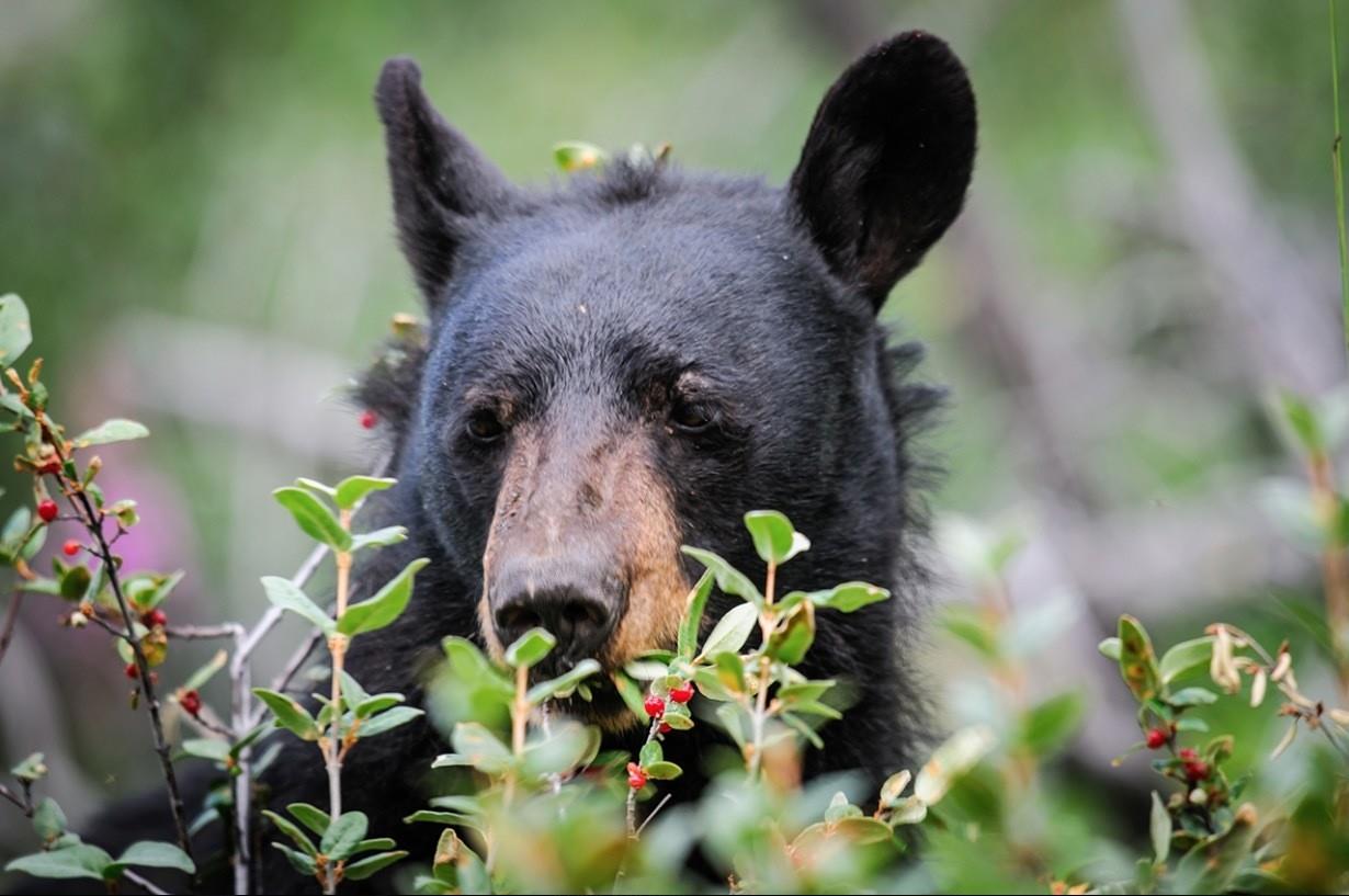 El Parque Nacional Banff enfatiza la importancia de respetar las normas de seguridad al visitar áreas naturales y la necesidad de estar preparados. Foto. Banff National Park.