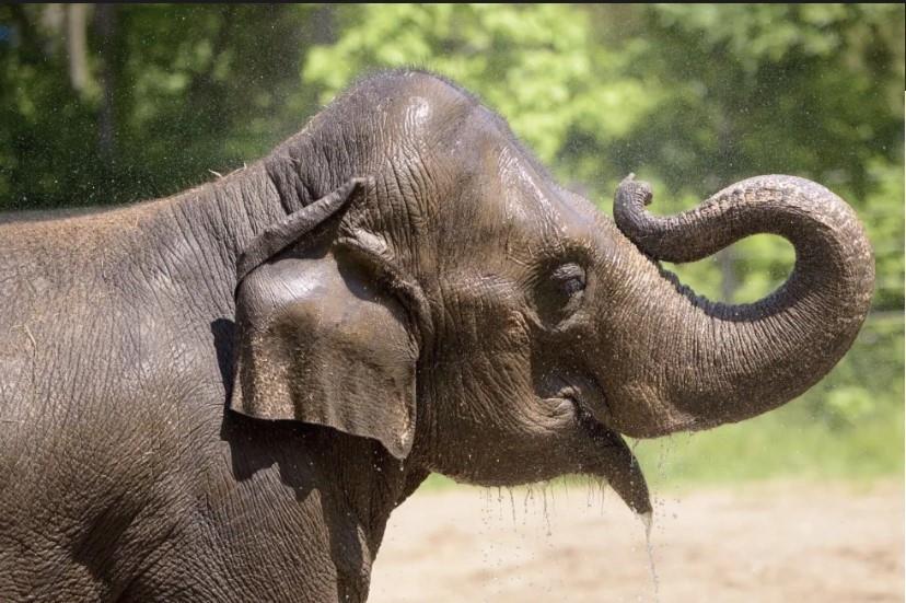 Rani bebe agua en una zona al aire libre en 2017, en el Zoológico de San Luis, Missouri. (Ray Meibaum/Saint Louis Zoo vía AP)