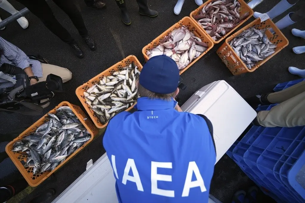 Pescados recogidos en un mercado cerca de la planta nuclear de Fukushima para determinar la seguridad de las aguas residuales radiactivas tratadas, descargadas al mar desde la planta dañada.(AP Photo/Eugene Hoshiko, Pool)