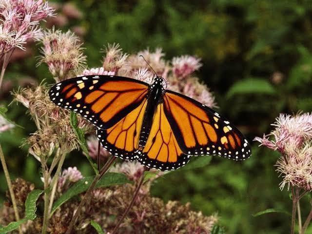 Un estudio arrojó que durante 19 días cerca de 200 mil mariposas monarca mueren atropelladas en dos puntos carreteros. Fotos. Karla Omosigho