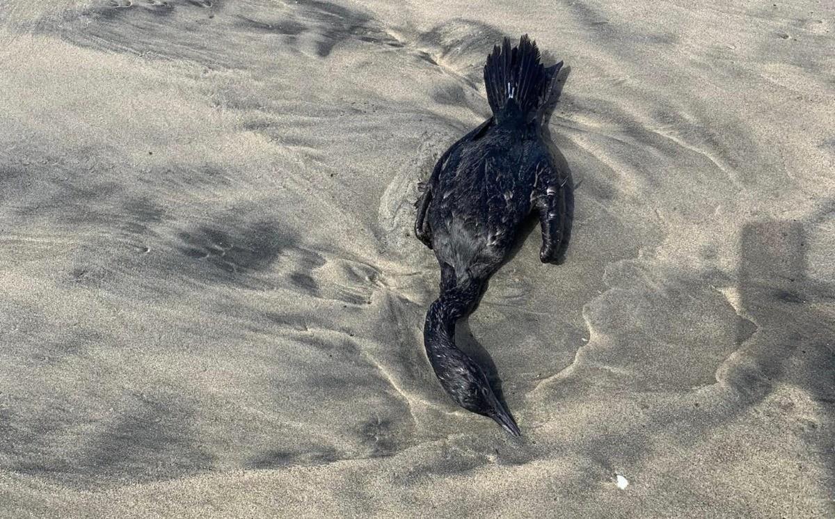 Un video muestra a varios ejemplares de patos buzo sin vida en varios puntos de las playas de Ensenada, mientras que uno se logró rescatar en un estado muy complicado. Foto: Facebook Montaño Benson.