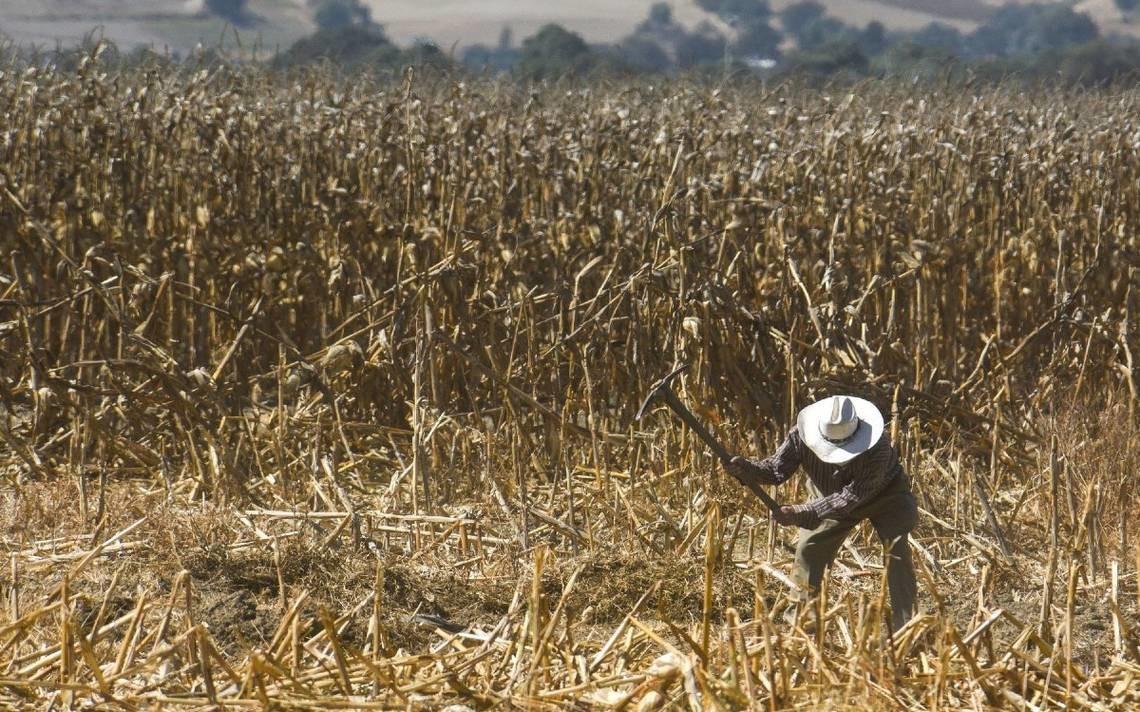 Ya se trabaja para cuantificar los daños y apoyar cuanto antes a los productores afectados. Foto: Especial