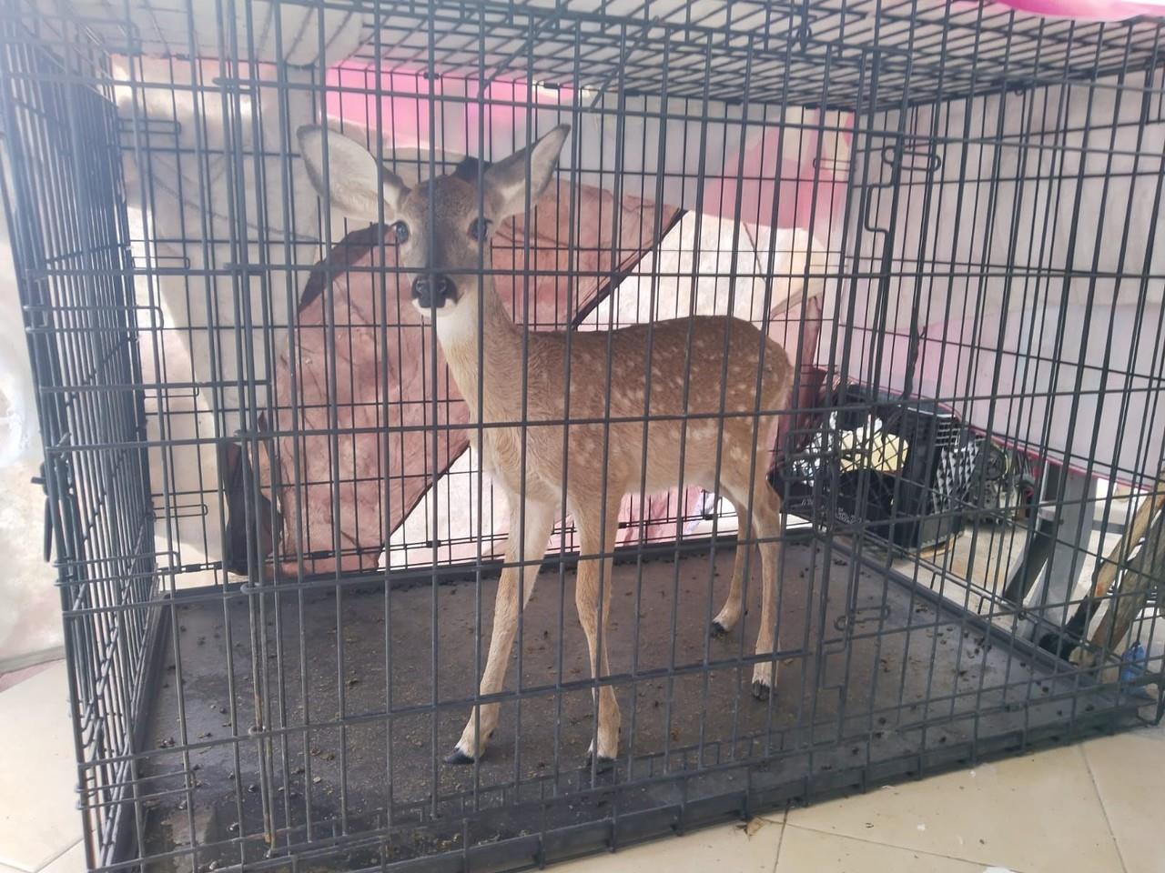 Capturan a una cría de venado que se encontraba en el interior de un domicilio. Fotos. Cortesía