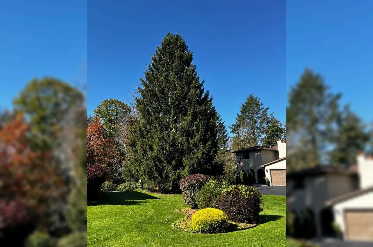 En esta imagen proporcionada por Tishman Speyer, se ve un abeto rojo en el jardín de una casa, el jueves 12 de octubre de 2023, en Vestal, Nueva York. Será el árbol de Navidad del Rockefeller Center de este año. (Cortesía de Tishman Speyer vía AP)