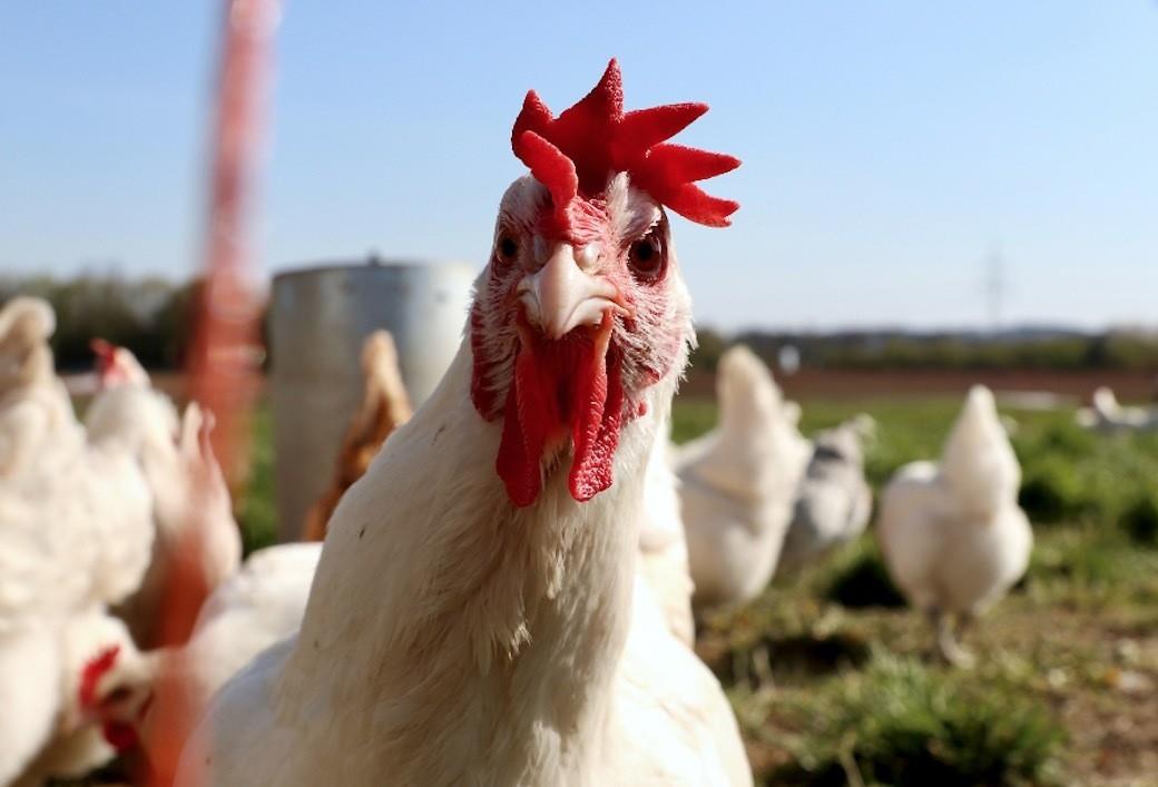 La industria del huevo y de aves de corral ha estado haciendo frente a un brote de gripe aviar desde el año pasado. Foto: Certified Human Latino.