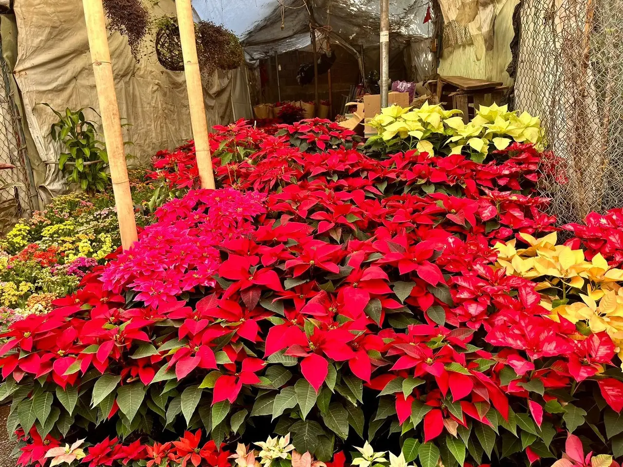 A poco más de un mes de que llegue la Navidad, en Ecatepec ya inicio la venta de flor de nochebuena. Foto: Itzel Negrete