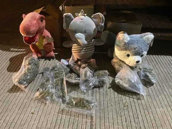 Asegura Guardia Nacional marihuana oculta en muñecos de peluche en Sinaloa