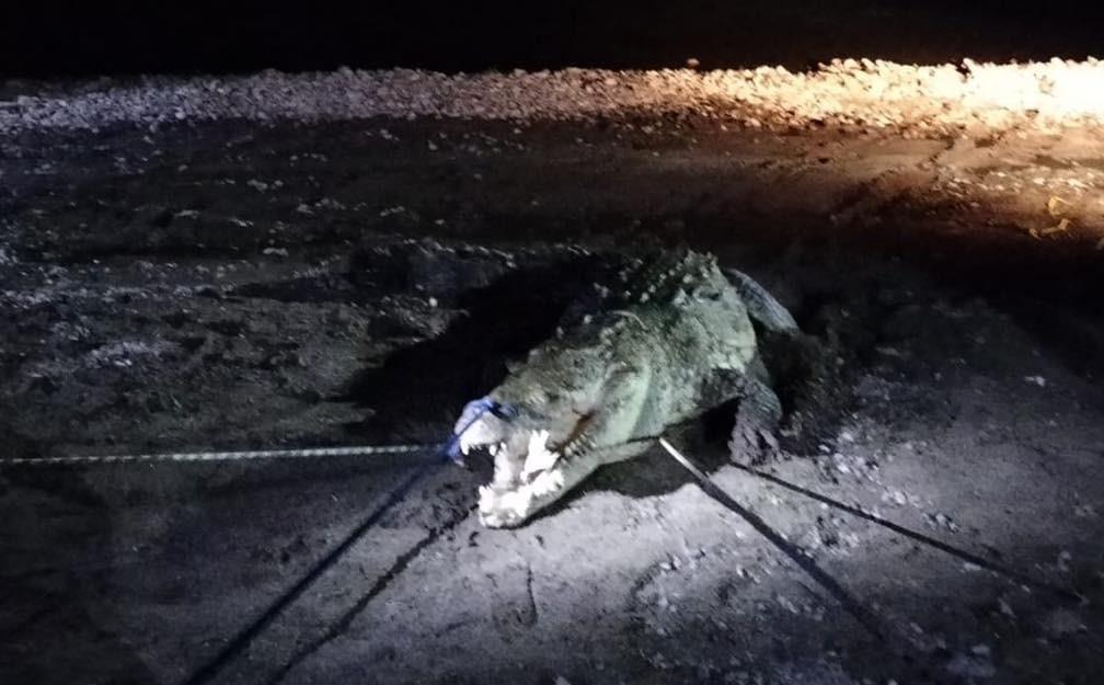 El cocodrilo fue atrapado y después personal especializado de Protección Ciudadana y Bomberos, así como de la “Comisión Interacciones Humano - Cocodrilo”. Foto: Noticias de la Bahía-