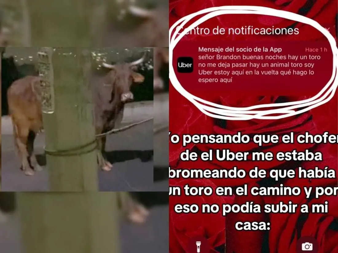 Al llegar al lugar, el joven constató la veracidad de la información proporcionada por el chofer y se encontró con un toro. Foto: Tiktok.