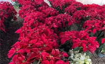 Comerciantes estiman buena venta de flores de nochebuena en Mérida Comerciantes estiman buena venta de flores de nochebuena en Mérida